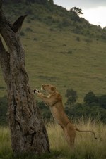 Enlarge photo 86