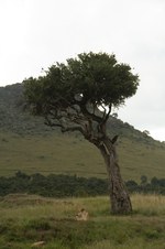 Enlarge photo 84
