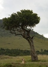 Enlarge photo 83