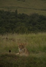 Enlarge photo 82