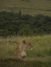 Enlarge photo 81