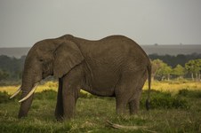 Enlarge photo 61