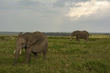 Enlarge photo 59