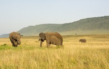 Kenya,Africa_Maasai Mara