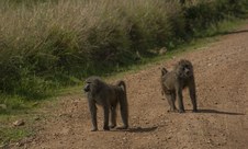 Enlarge photo 166