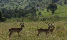 Enlarge photo 169