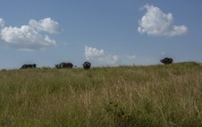 Enlarge photo 172