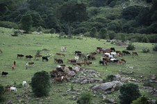 Enlarge photo 176