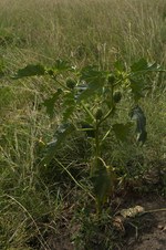 Enlarge photo 116