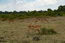 Enlarge photo 121