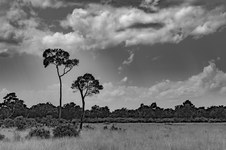 Enlarge photo 132