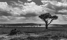 Enlarge photo 135