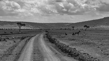 Enlarge photo 137