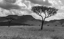 Enlarge photo 150