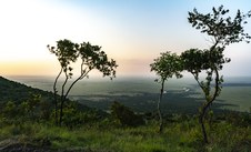 Massai Mara
