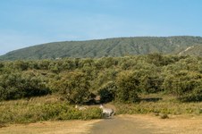 Kenya_Mt. Oloonogot