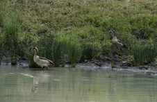 Enlarge photo 17