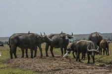 Enlarge photo 26