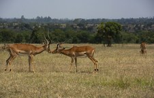 Enlarge photo 28