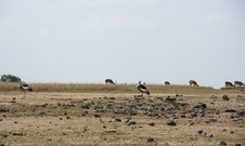 Enlarge photo 31