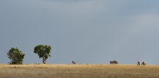 Enlarge photo 43