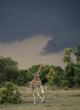 Enlarge photo 52