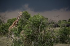 Enlarge photo 54