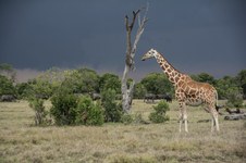 Enlarge photo 56