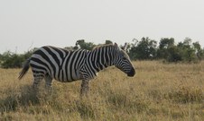 Enlarge photo 63