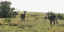Enlarge photo 66