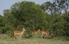Enlarge photo 78