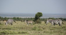 Enlarge photo 83