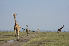 Enlarge photo 87