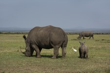 Enlarge photo 93