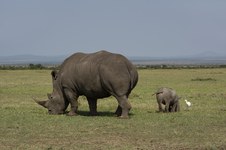 Enlarge photo 95