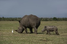Enlarge photo 96