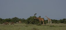 Enlarge photo 107