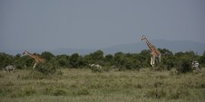 Enlarge photo 109