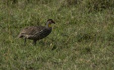 Enlarge photo 108