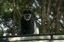 Enlarge photo 131