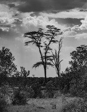Enlarge photo 154