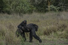 Enlarge photo 158