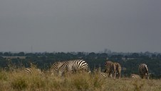 Enlarge photo 184