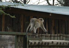 Enlarge photo 185
