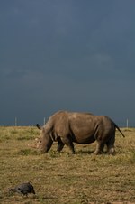 Enlarge photo 204