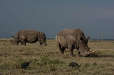 Enlarge photo 205