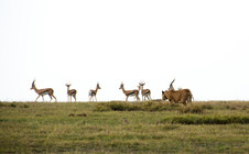 Enlarge photo 195