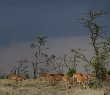 Enlarge photo 55