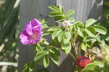 Enlarge photo 28