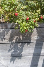 Enlarge photo 29